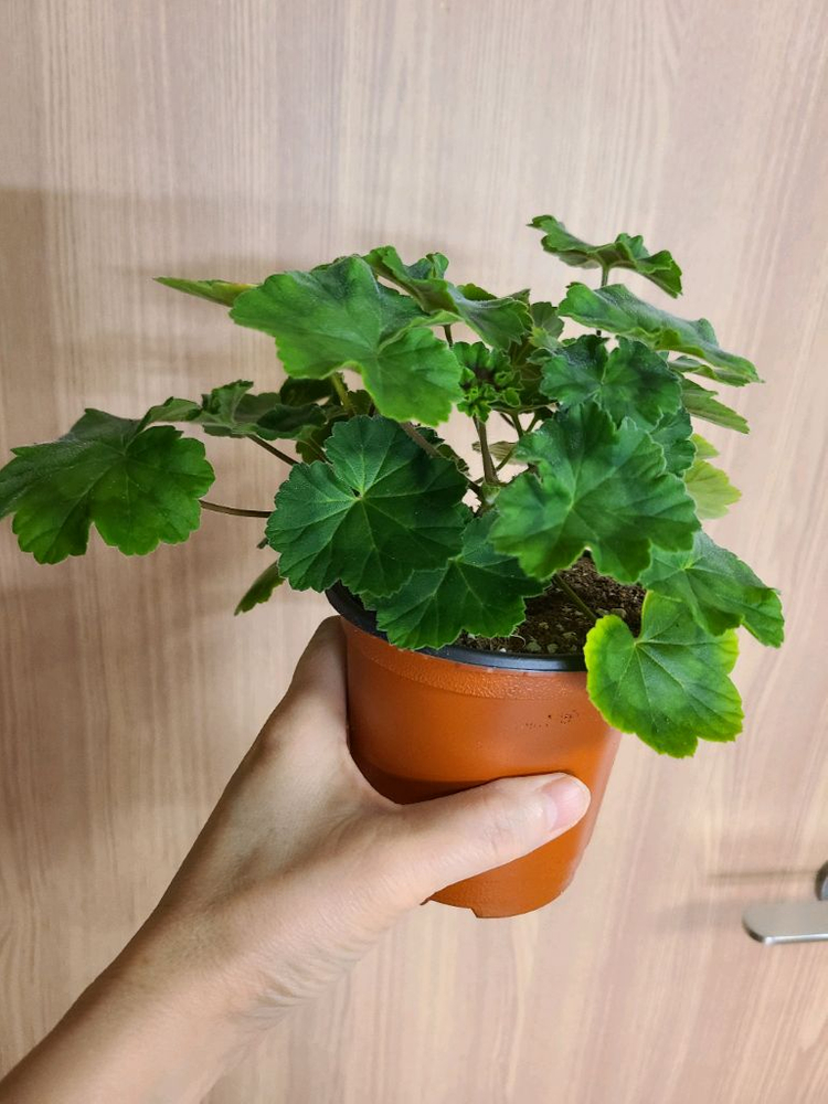 러시아제라늄 귀족부인--1