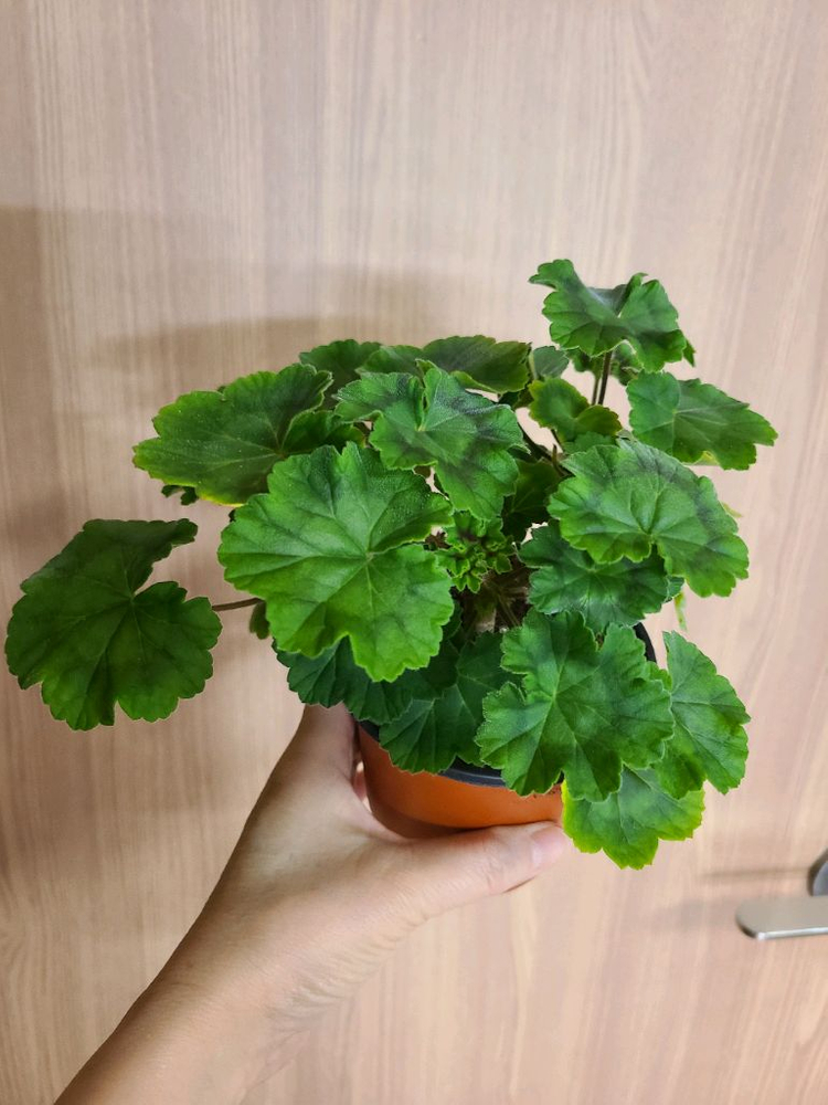 러시아제라늄 귀족부인--2