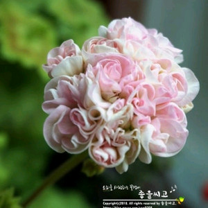 제라늄 좋을로망