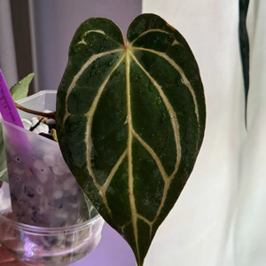 안스리움 칼라블랙키 RA5 S1