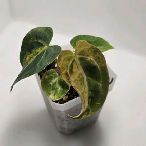 안스리움 바리에가타