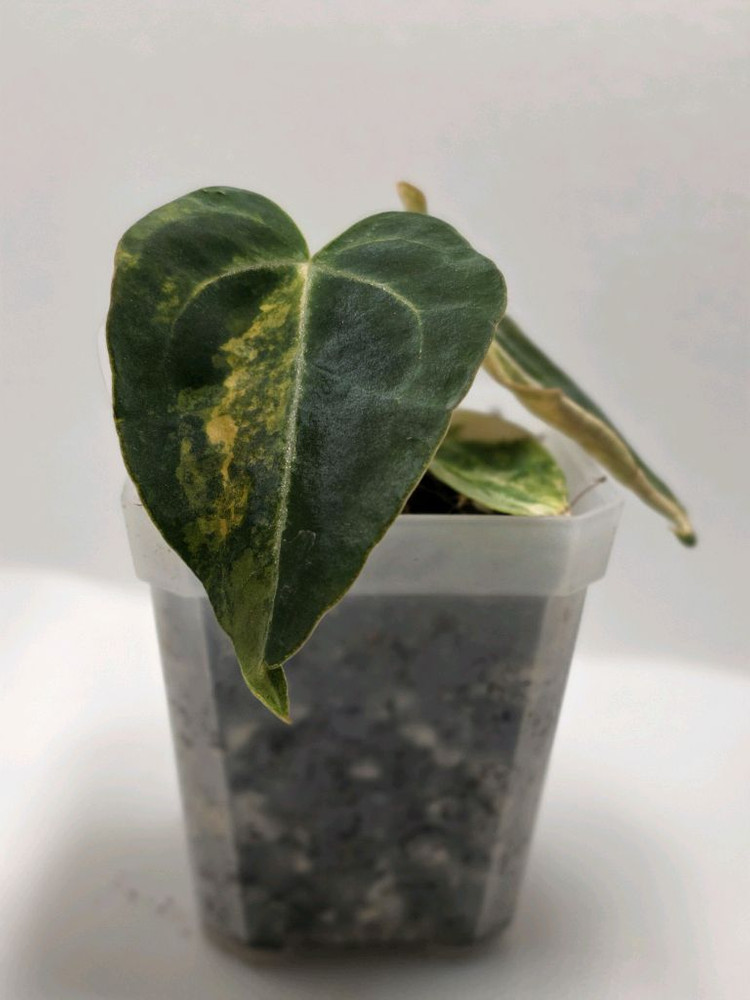 안스리움 바리에가타--1