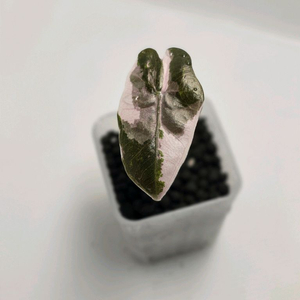 알로카시아 푸세이도 핑크