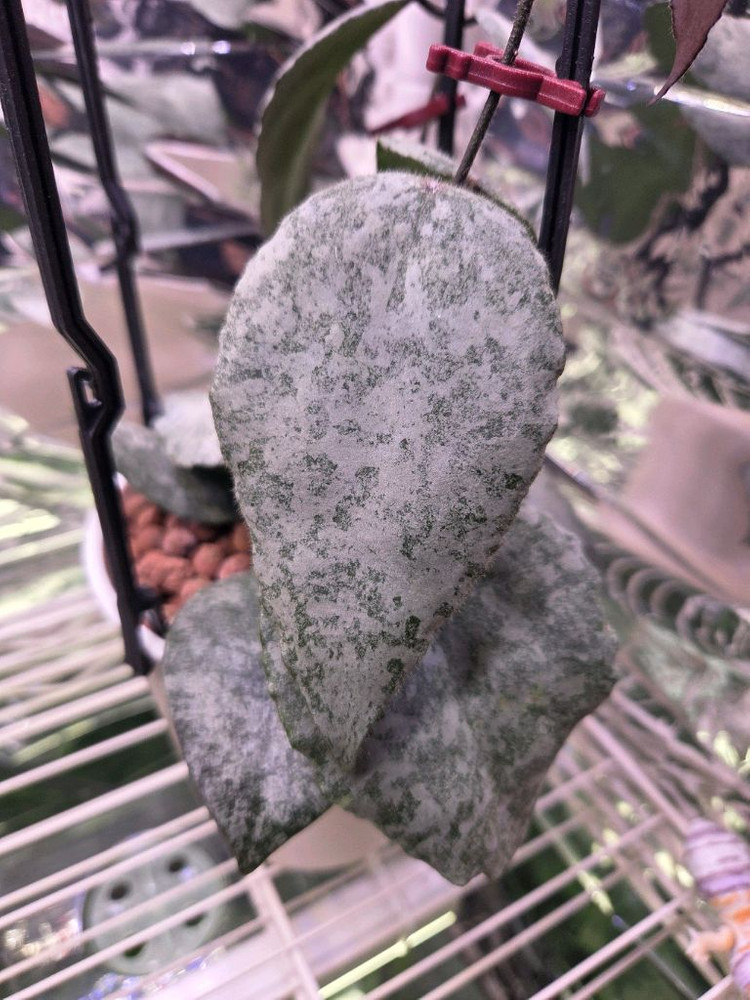 일산 직)호야 카우다타 실버--2