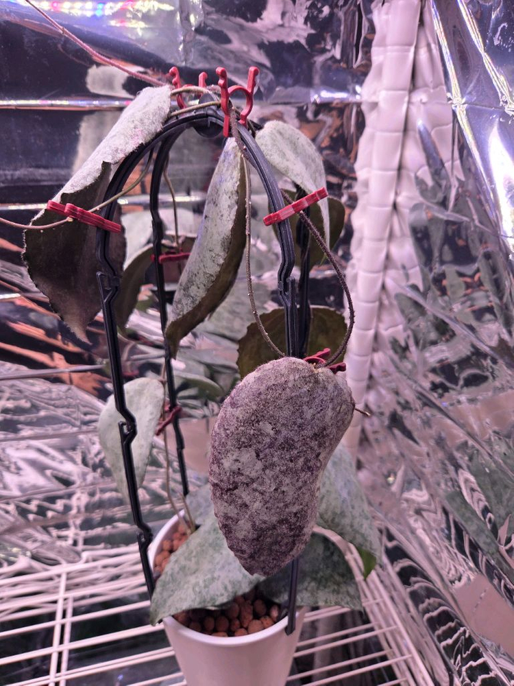 일산 직)호야 카우다타 실버--3