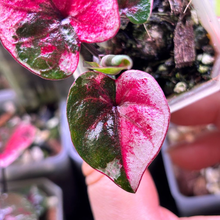 칼라디움 웨딩피치--2