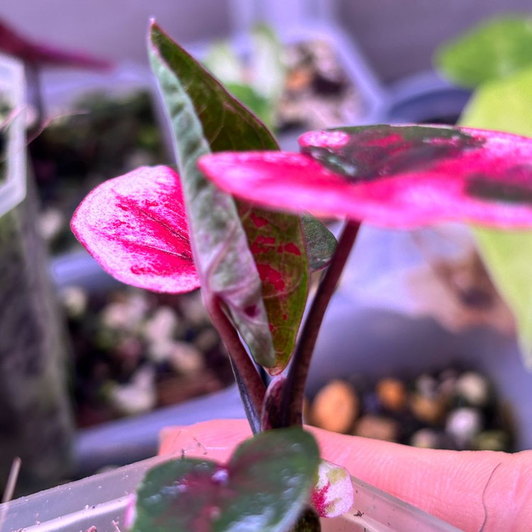 칼라디움 웨딩피치--4