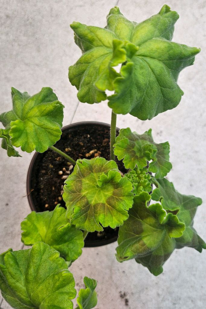 제라늄 바빌론--1