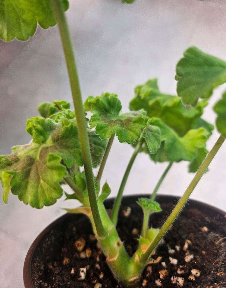 제라늄 바빌론--2