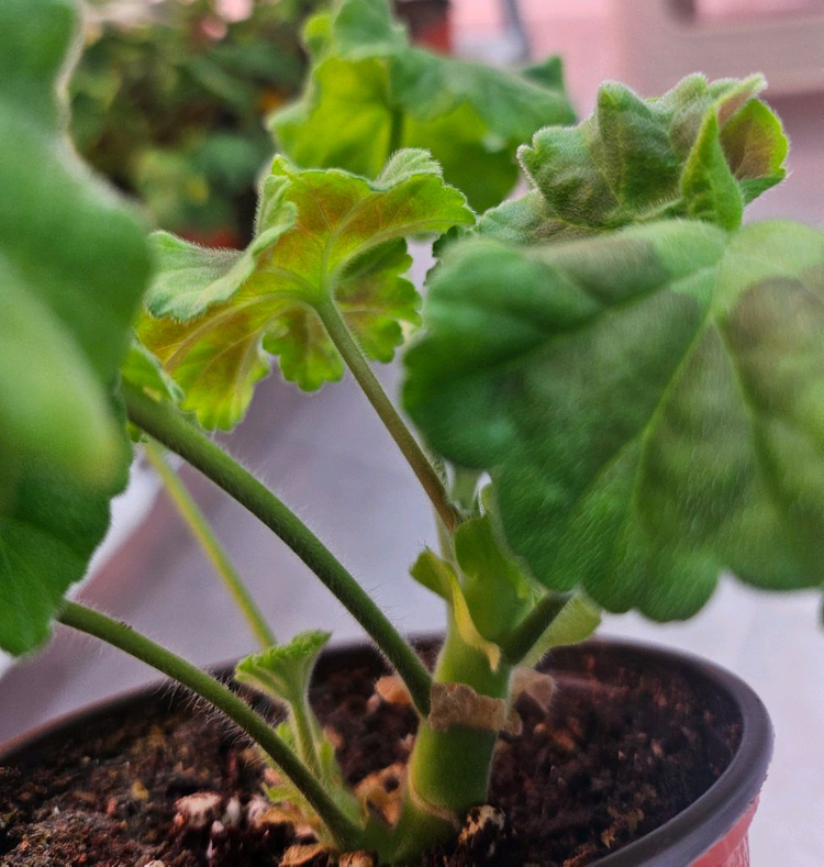 제라늄 바빌론--3