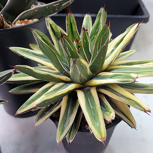 아가베 세설류 2종 일괄 (핀틸라, 크림)