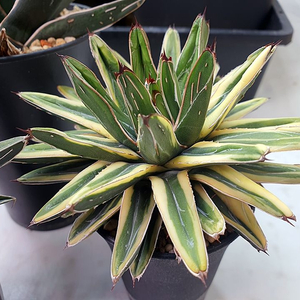 아가베 세설류 2종 일괄 (핀틸라, 크림)