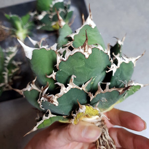 아가베 티타노타 - 사드, 시저, 레드캣위즐 3종