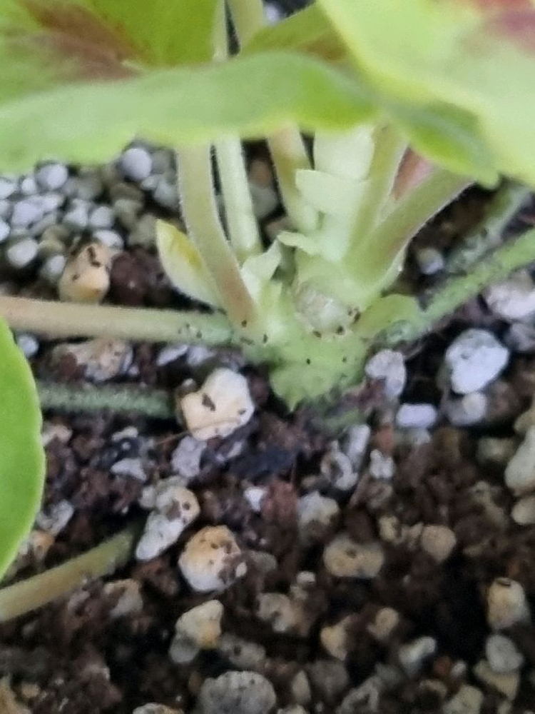 제라늄 송알송--1