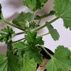 제라늄 리갈 비타클레식 라즈베리