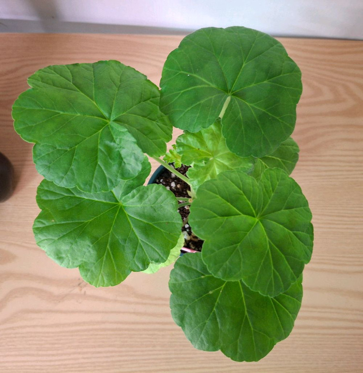 러시아제라늄--1