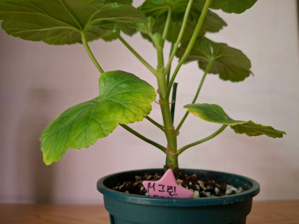 러시아제라늄--2