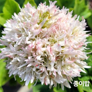 종이밥 스텔라 제라늄