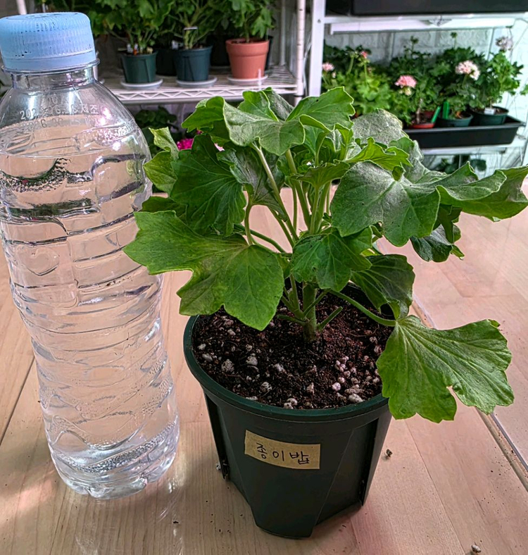 종이밥 스텔라 제라늄--1