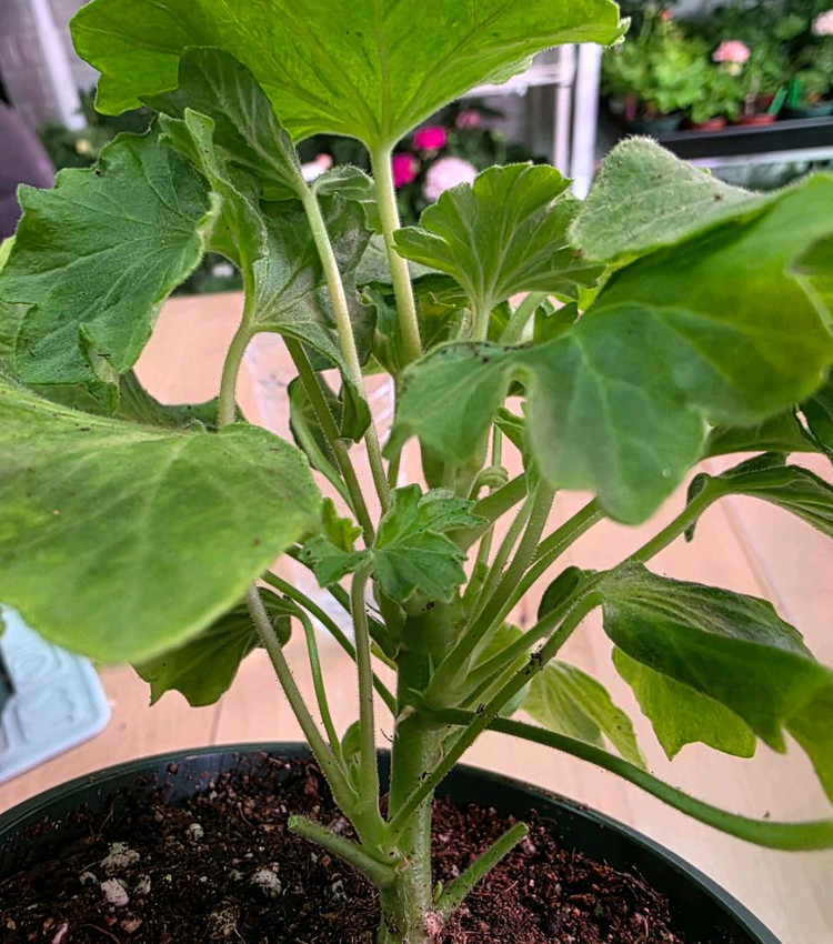 종이밥 스텔라 제라늄--2