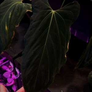 안스리움 fsxrl jv셀렉