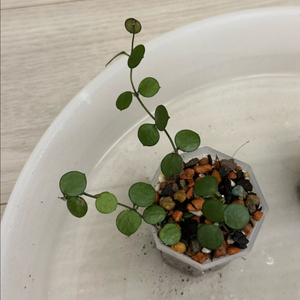 희귀 호야 펠타타 로따