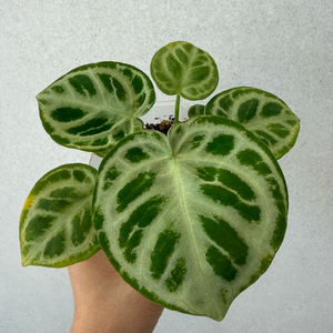 안스리움 도라야끼 도라야키 실버브러쉬