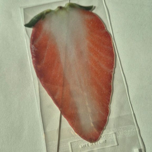 이옥토 딸기 책갈피 새상품