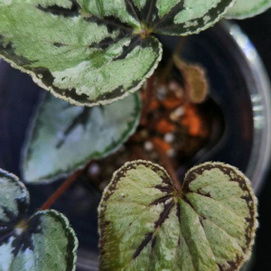 베고니아 딘두이 실버