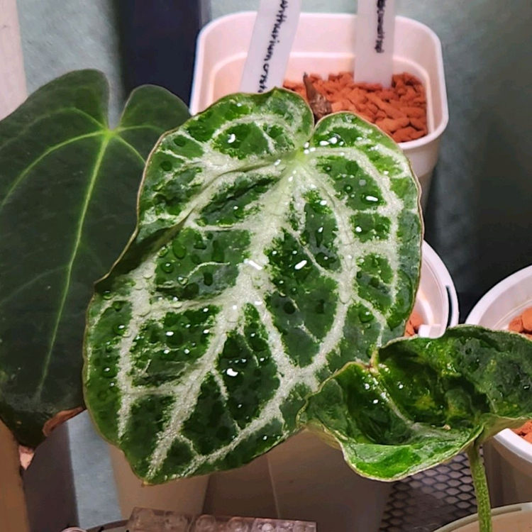 안스리움 크리스탈리넘 실버 에콰제네라--5