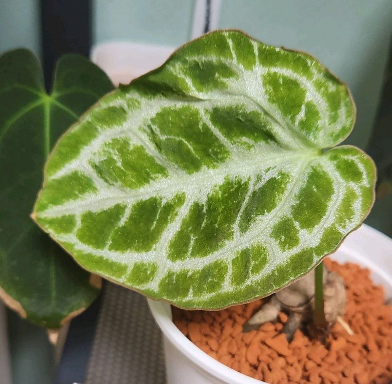 안스리움 크리스탈리넘 실버 에콰제네라--4