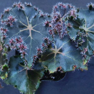 베고니아 먼치킨