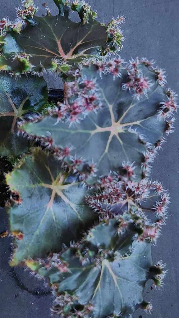 베고니아 먼치킨--1