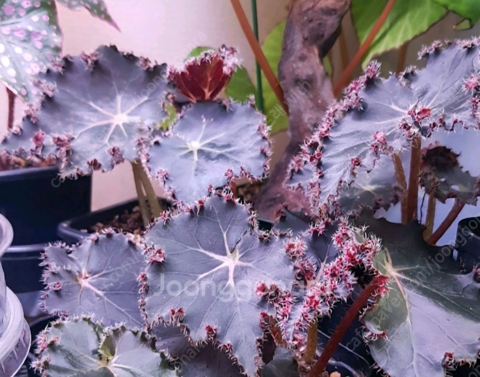 베고니아 먼치킨--2