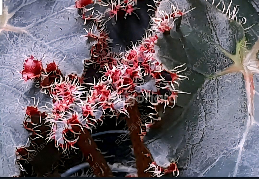 베고니아 먼치킨--3