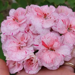 4종제라늄 화분 세트