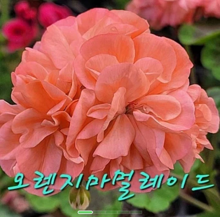 4종제라늄 화분 세트--1