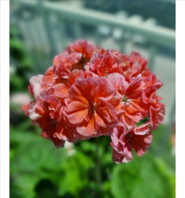 4종제라늄 화분 세트--2