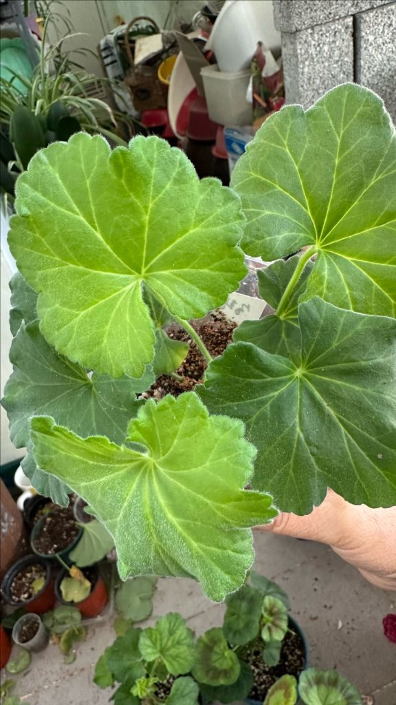 4종제라늄 화분 세트--5