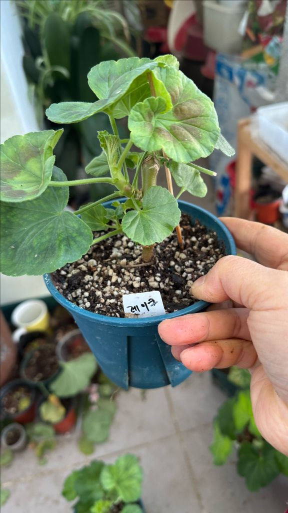 4종제라늄 화분 세트--7