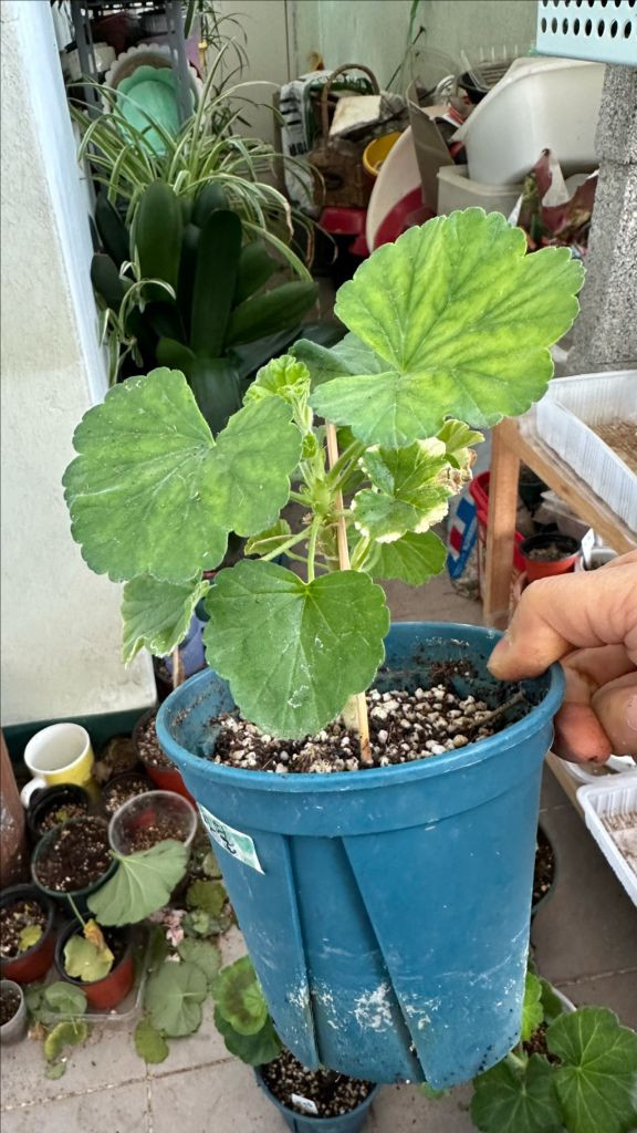 4종제라늄 화분 세트--8