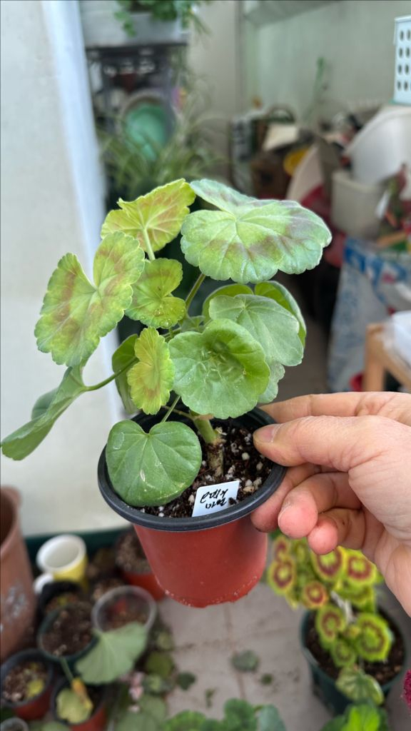 4종제라늄 화분 세트--9