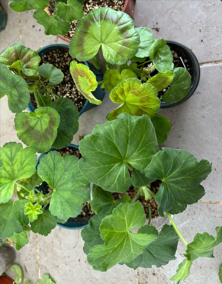 4종제라늄 화분 세트--3