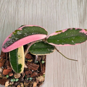 호야 리프리즘 산반