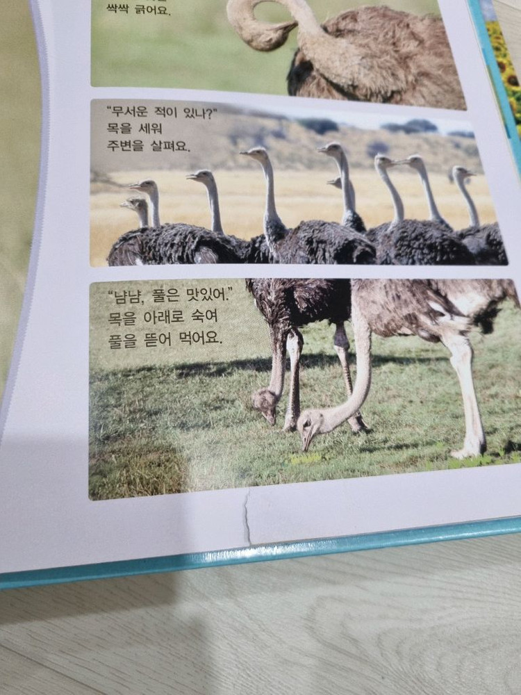 프뢰벨 자연관찰 책50권 cd dvd 10개 부모지침서--8