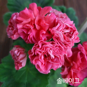 러시아.유럽.한국 제라늄 개별