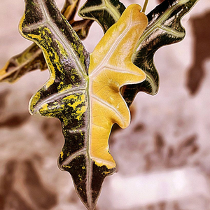 SS급 알로카시아 노빌리스 옐로우(아우레아) 분양