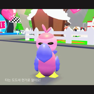 입양하세요 펫 타는 도도새 팔아요!! 이미지