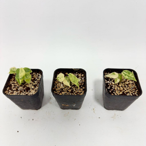 알로카시아 포르테이 옐로우 바리에가타