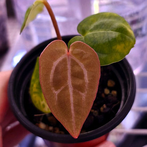 안스리움 (칼라블랙키*드레스러리)*자라